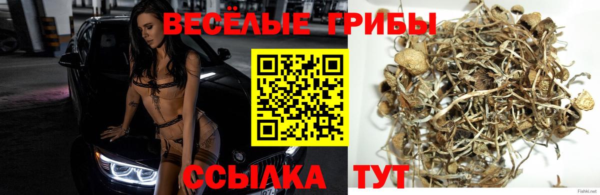 Псилоцибиновые грибы Magic Shrooms  Псилоцибиновые грибы Magic Shrooms  Вход с VPN  как найти наркотики  Балашов 